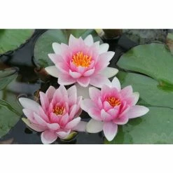 Large Water Lily 'Mrs Richmond' Nymphaea 'Mrs Richmond' - 3L Pot 11 Large Water Lily 'Mrs Richmond' Nymphaea 'Mrs Richmond' - 3L Pot -Starter Plant Sales PL1022 add image 1 e539