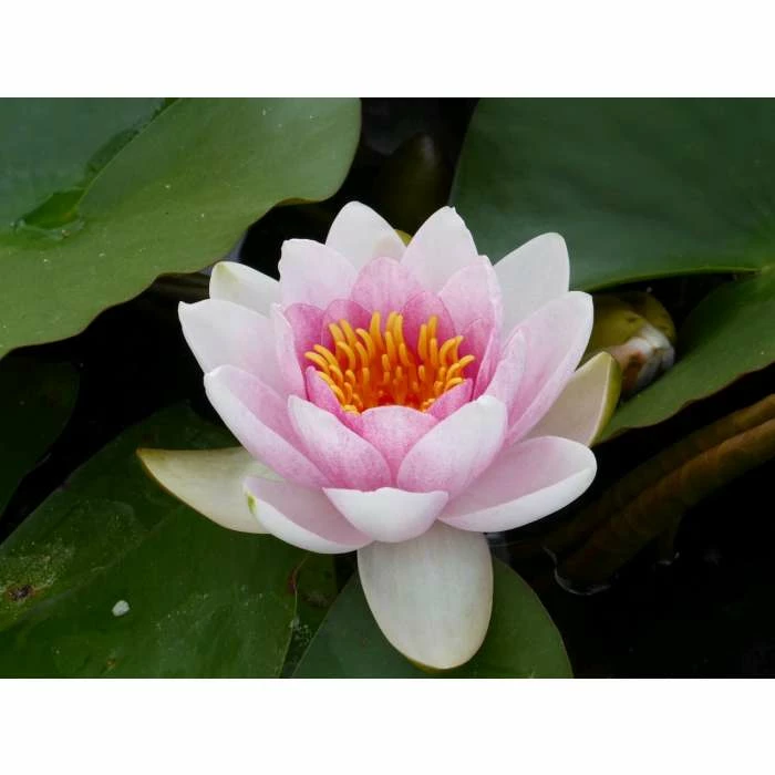 Large Water Lily 'Mrs Richmond' Nymphaea 'Mrs Richmond' - 3L Pot 6 Large Water Lily 'Mrs Richmond' Nymphaea 'Mrs Richmond' - 3L Pot - Image 4