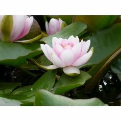 Large Water Lily 'Mrs Richmond' Nymphaea 'Mrs Richmond' - 3L Pot 13 Large Water Lily 'Mrs Richmond' Nymphaea 'Mrs Richmond' - 3L Pot -Starter Plant Sales PL1022 add image 3 20b6