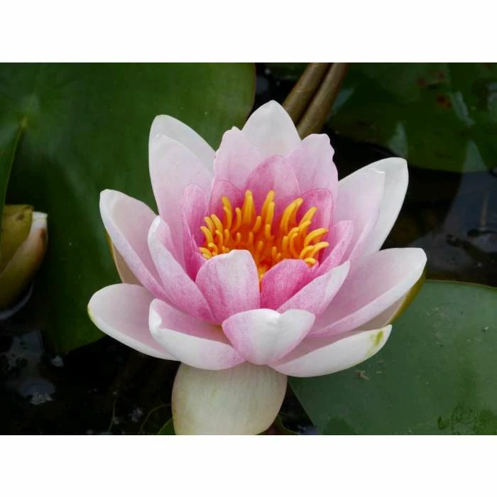 Large Water Lily 'Mrs Richmond' Nymphaea 'Mrs Richmond' - 3L Pot 9 Large Water Lily 'Mrs Richmond' Nymphaea 'Mrs Richmond' - 3L Pot - Image 7