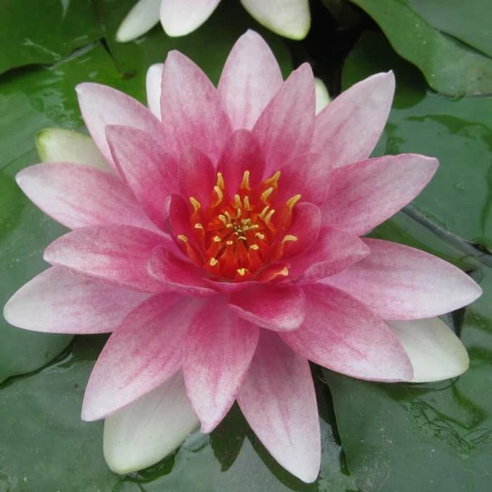 Large Water Lily 'Mrs Richmond' Nymphaea 'Mrs Richmond' - 3L Pot 3 Large Water Lily 'Mrs Richmond' Nymphaea 'Mrs Richmond' - 3L Pot