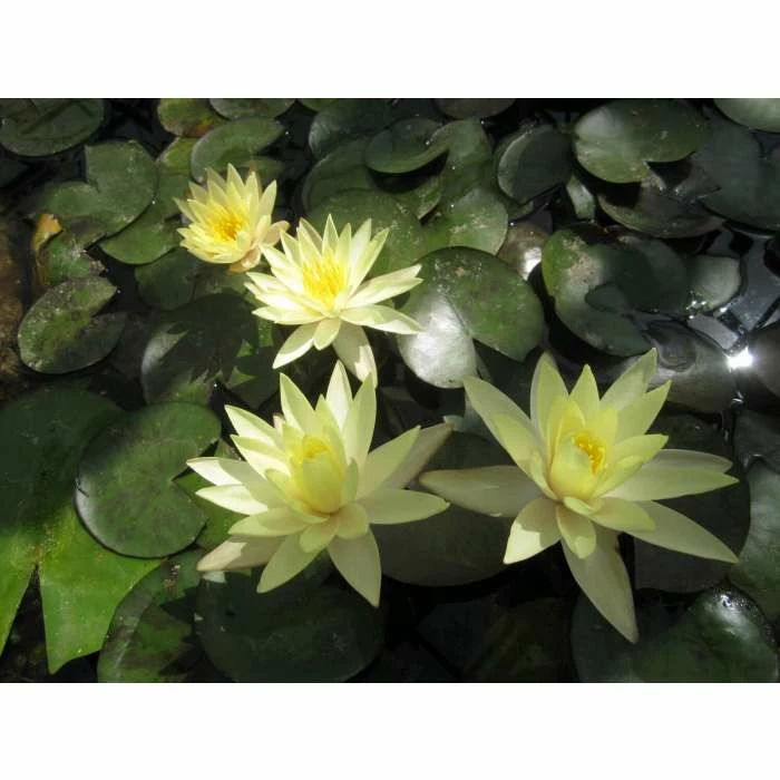 Large Fragrant Water Lily 'Sulphurea' - Nymphaea odorata 'Sulphurea' - 3L Pot 5 Large Fragrant Water Lily 'Sulphurea' - Nymphaea odorata 'Sulphurea' - 3L Pot - Image 3