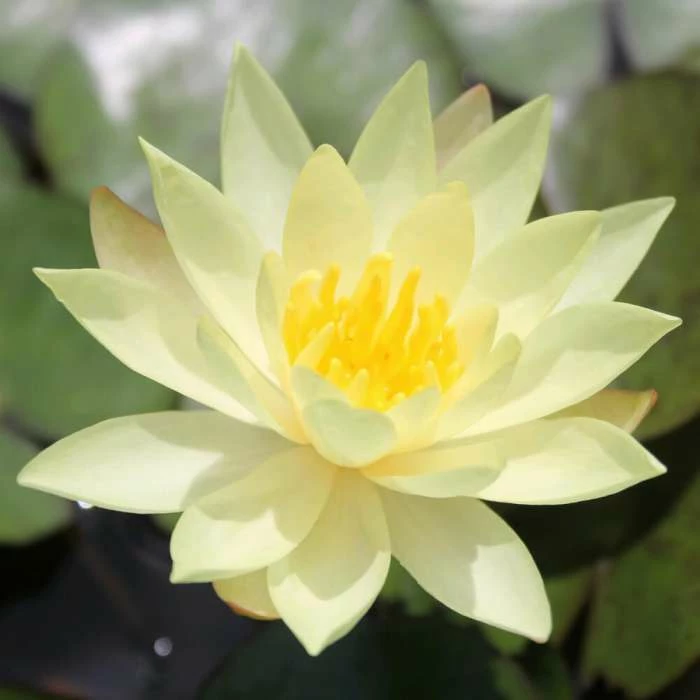 Large Fragrant Water Lily 'Sulphurea' - Nymphaea odorata 'Sulphurea' - 3L Pot 3 Large Fragrant Water Lily 'Sulphurea' - Nymphaea odorata 'Sulphurea' - 3L Pot