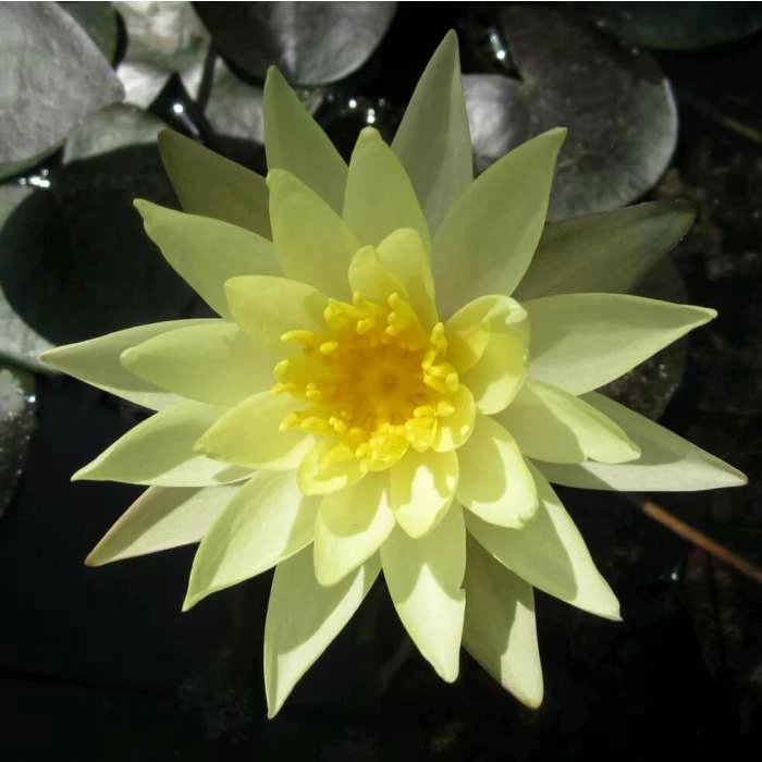 Large Fragrant Water Lily 'Sulphurea' - Nymphaea odorata 'Sulphurea' - 3L Pot 4 Large Fragrant Water Lily 'Sulphurea' - Nymphaea odorata 'Sulphurea' - 3L Pot - Image 2