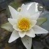 2L Dwarf Water Lily 'Alba' - Nymphaea 'Pygmaea Alba' - 2L Pot 1 2L Dwarf Water Lily 'Alba' - Nymphaea 'Pygmaea Alba' - 2L Pot -Starter Plant Sales PL1034 main image 6e96