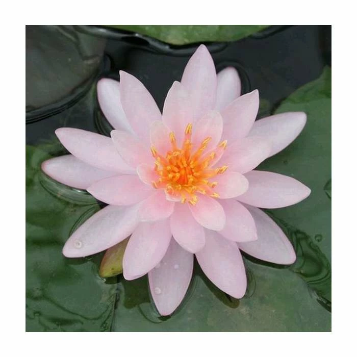 Large Water Lily 'Rose Arey' Nymphaea 'Rose Arey' - 3L Pot 3 Large Water Lily 'Rose Arey' Nymphaea 'Rose Arey' - 3L Pot