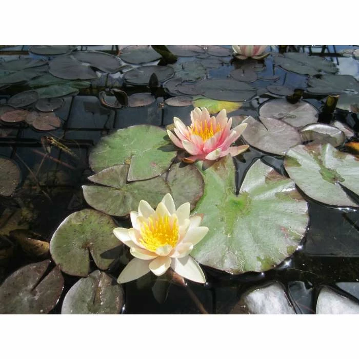 Large Water Lily 'Sioux' - Nymphaea 'Sioux' - 3L Pot 5 Large Water Lily 'Sioux' - Nymphaea 'Sioux' - 3L Pot - Image 3