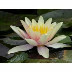 Large Water Lily 'Sioux' - Nymphaea 'Sioux' - 3L Pot 10 Large Water Lily 'Sioux' - Nymphaea 'Sioux' - 3L Pot -Starter Plant Sales PL1043 add image 2 53ae