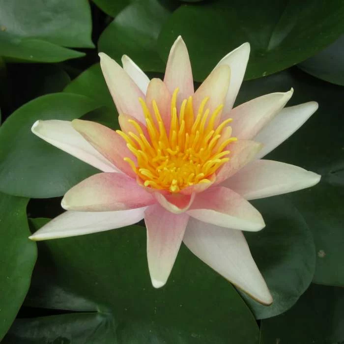 Large Water Lily 'Sioux' - Nymphaea 'Sioux' - 3L Pot 4 Large Water Lily 'Sioux' - Nymphaea 'Sioux' - 3L Pot - Image 2