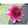 Nymphaea Almost Black 10 ltr -Starter Plant Sales PL80252 main 8c59