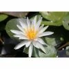 Nymphaea Arc-En-Ciel 3 ltr 2 Nymphaea Arc-En-Ciel 3 ltr -Starter Plant Sales PL80253 main 9df3