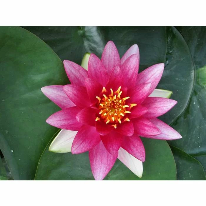 Nymphaea Attraction 10 ltr 3 Nymphaea Attraction 10 ltr