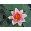 Nymphaea Aurora 2 ltr -Starter Plant Sales PL80256 main ac77