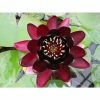 Nymphaea Black Princess 3 ltr Premium 1 Nymphaea Black Princess 3 ltr Premium -Starter Plant Sales PL80260 main 73aa