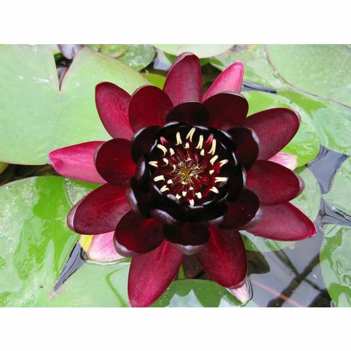 Nymphaea Black Princess 3 ltr Premium 3 Nymphaea Black Princess 3 ltr Premium