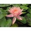 Nymphaea Colorado 10 ltr 2 Nymphaea Colorado 10 ltr -Starter Plant Sales PL80261 main d47c