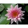 Nymphaea Darwin (Hollandia) 10 ltr 2 Nymphaea Darwin (Hollandia) 10 ltr -Starter Plant Sales PL80262 main a20d