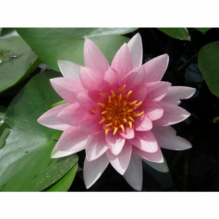 Nymphaea Darwin (Hollandia) 10 ltr 3 Nymphaea Darwin (Hollandia) 10 ltr