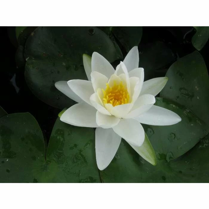 Nymphaea Gladstoniana 10 ltr 3 Nymphaea Gladstoniana 10 ltr