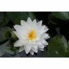 Nymphaea Gonnere 10 ltr 1 Nymphaea Gonnere 10 ltr -Starter Plant Sales PL80264 main 7921