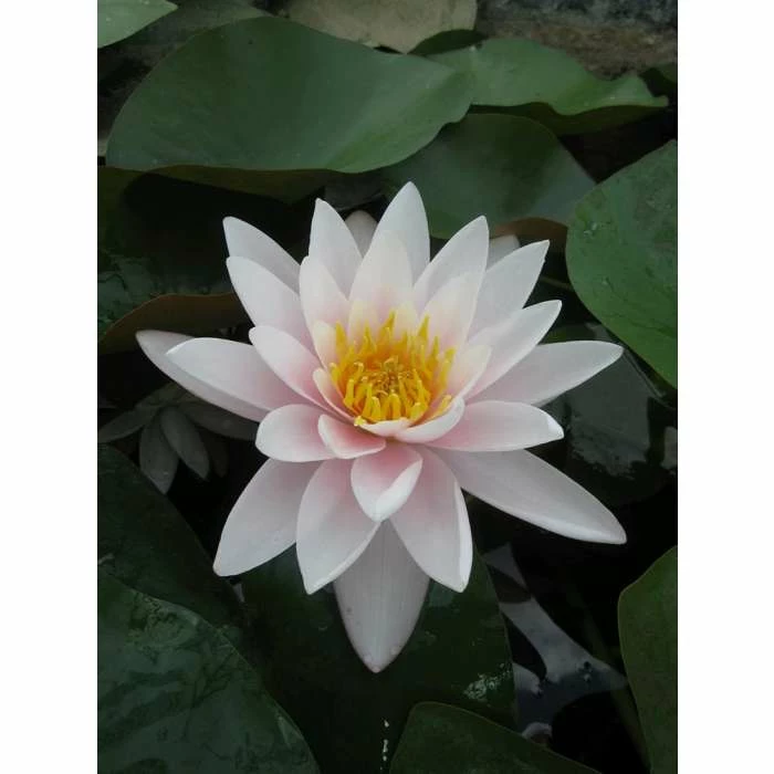 Nymphaea Marliacea Carnea 10 ltr 3 Nymphaea Marliacea Carnea 10 ltr