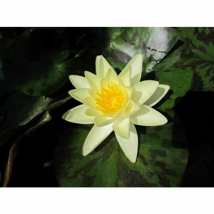 Nymphaea Marliacea Chromatella 10 ltr 3 Nymphaea Marliacea Chromatella 10 ltr
