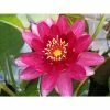 Nymphaea Perry's Baby Red 1 ltr