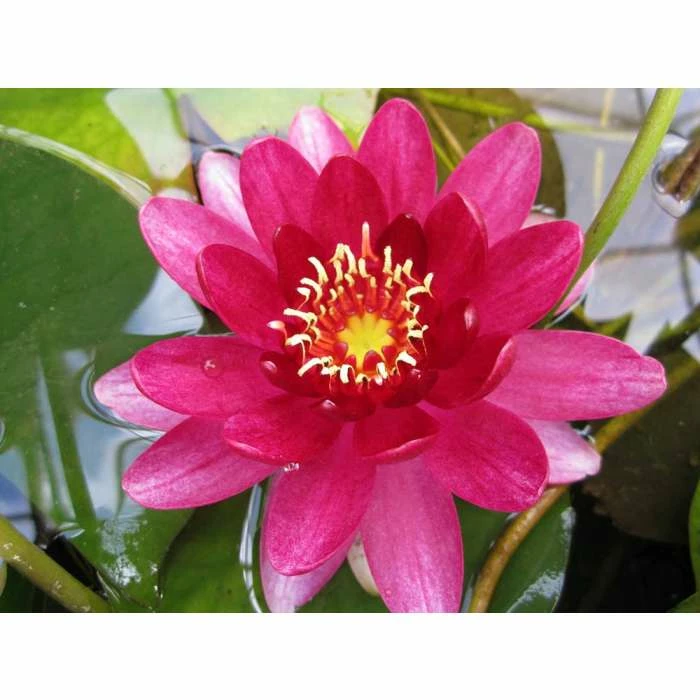 Nymphaea Perry's Baby Red 1 ltr 3 Nymphaea Perry's Baby Red 1 ltr