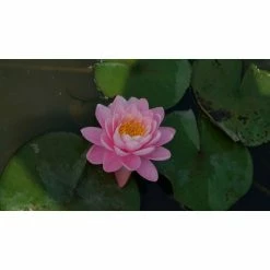 Nymphaea Pink Peony 3 ltr