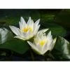 Nymphaea Snow Princess 2 ltr 1 Nymphaea Snow Princess 2 ltr -Starter Plant Sales PL80280 main 8b00