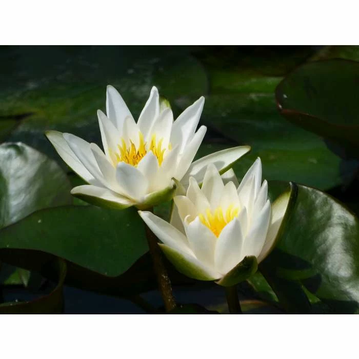 Nymphaea Snow Princess 2 ltr 3 Nymphaea Snow Princess 2 ltr