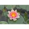 Nymphaea Solfatare 3 ltr