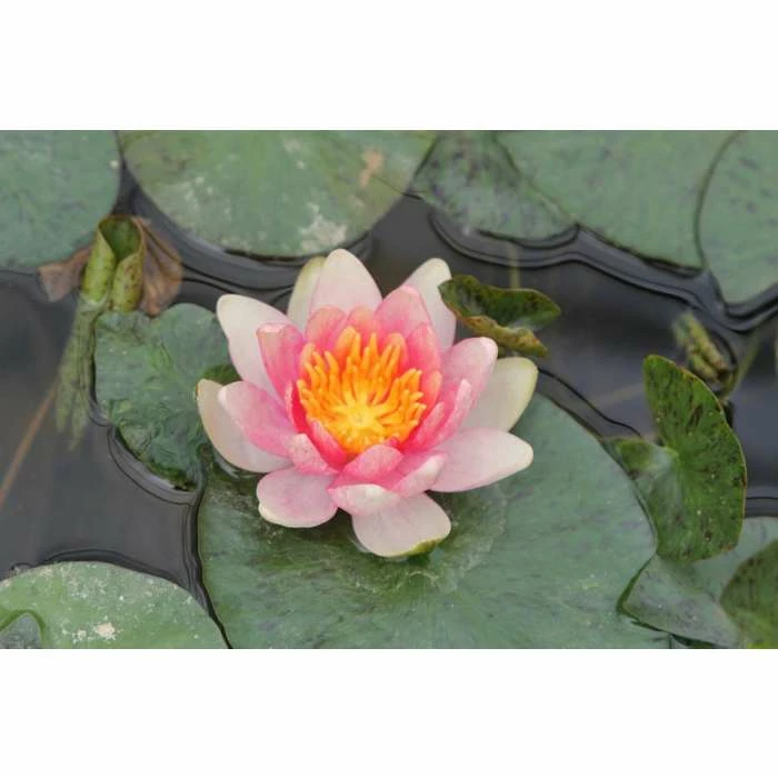 Nymphaea Solfatare 3 ltr 3 Nymphaea Solfatare 3 ltr