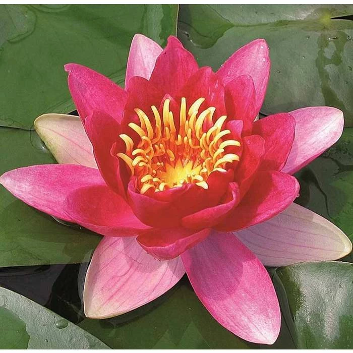 Nymphaea Vesuve 3 ltr 3 Nymphaea Vesuve 3 ltr