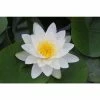 Nymphaea Virginalis 10 ltr 1 Nymphaea Virginalis 10 ltr -Starter Plant Sales PL80283 main 80fd