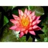 Nymphaea Wanvisa 3 ltr Premium 2 Nymphaea Wanvisa 3 ltr Premium -Starter Plant Sales PL80285 main 136d