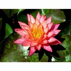 Nymphaea Wanvisa 3 ltr Premium