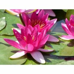Nymphaea Xiafei 1 ltr