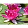 Nymphaea Xiafei 2 ltr 1 Nymphaea Xiafei 2 ltr -Starter Plant Sales PL80287 main 8b1f