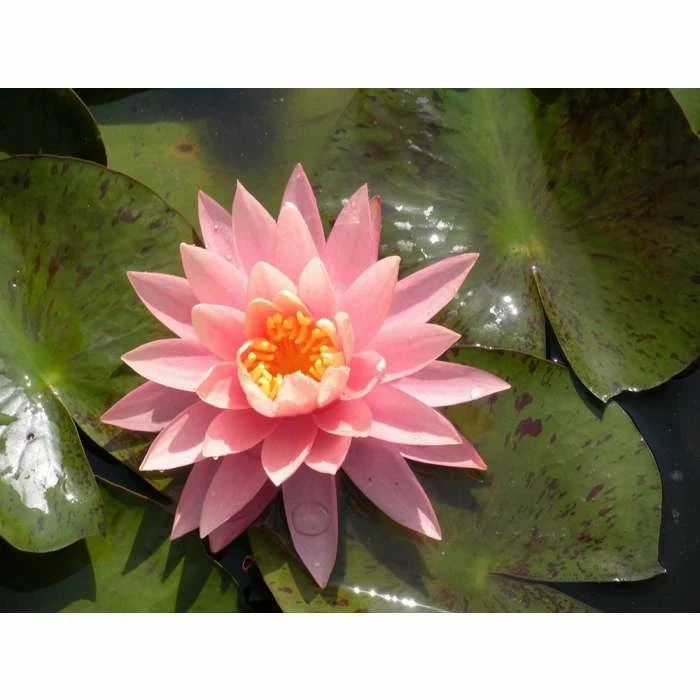 Pink Lily 3 ltr 3 Pink Lily 3 ltr