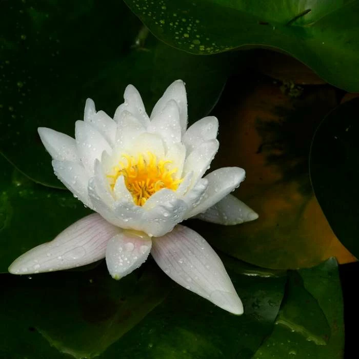 White lily 3 ltr 2 White lily 3 ltr