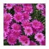 Argyranthemum 'Madeira™ Crested Hot Pink' | Bedding | Pack Of 5 Large Plug Plants 2 Argyranthemum 'Madeira™ Crested Hot Pink' | Bedding | Pack Of 5 Large Plug Plants -Starter Plant Sales PL9003SPX5 main image 5b1c