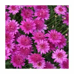 Argyranthemum 'Madeiraâ„¢ Crested Hot Pink' | Bedding | Pack Of 5 Large Plug Plants