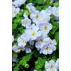 Bacopa Scorpia® 'Gulliver Blue Sensation' | Bedding | Pack Of 5 Large Plug Plants 1 Bacopa Scorpia® 'Gulliver Blue Sensation' | Bedding | Pack Of 5 Large Plug Plants -Starter Plant Sales PL9005SPX5 main fc1f