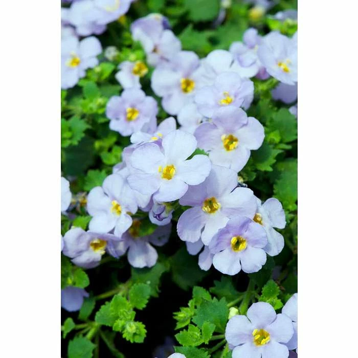 Bacopa Scorpia® 'Gulliver Blue Sensation' | Bedding | Pack Of 5 Large Plug Plants 3 Bacopa Scorpia® 'Gulliver Blue Sensation' | Bedding | Pack Of 5 Large Plug Plants