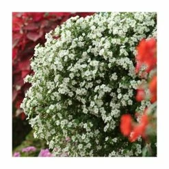Bacopa Scorpia® 'Gulliver Dynamic White'| Bedding | Pack Of 5 Large Plug Plants -Starter Plant Sales PL9006SPX5 add image 2 5a77