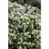 Bacopa Scorpia® 'Gulliver Dynamic White'| Bedding | Pack Of 5 Large Plug Plants 2 Bacopa Scorpia® 'Gulliver Dynamic White'| Bedding | Pack Of 5 Large Plug Plants -Starter Plant Sales PL9006SPX5 main 0e56