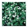 Bacopa 'Snowflake' | Bedding | Pack Of 5 Large Plug Plants -Starter Plant Sales PL9008SPX5 main image 7c4a