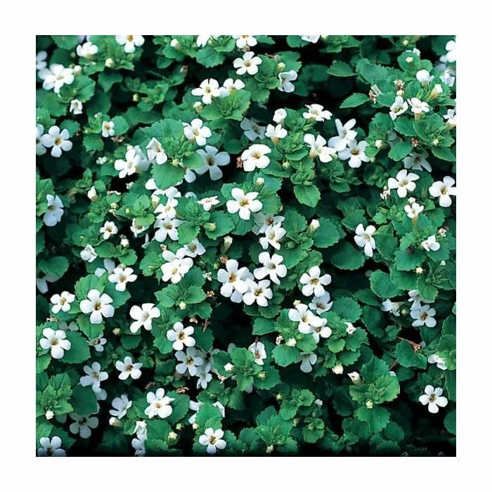 Bacopa 'Snowflake' | Bedding | Pack Of 5 Large Plug Plants 3 Bacopa 'Snowflake' | Bedding | Pack Of 5 Large Plug Plants