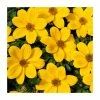 Bidens 'Golden Glory' | Bedding | Pack Of 5 Large Plug Plants -Starter Plant Sales PL9012SPX5 main image 5761